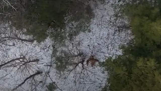 viewer stunned by new drone footage of bigfoot called the best evidence y 11624
