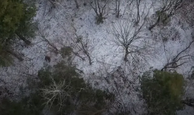 viewer stunned by new drone footage of bigfoot called the best evidence y 11627