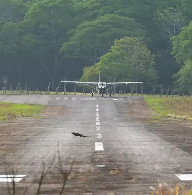 baffling jungle runway discovered on google maps 11768