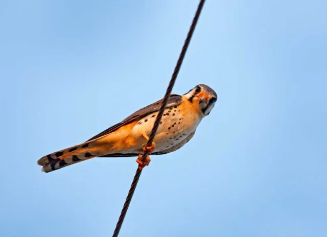 how do birds perch safely on high voltage wires without getting electrocute 11777
