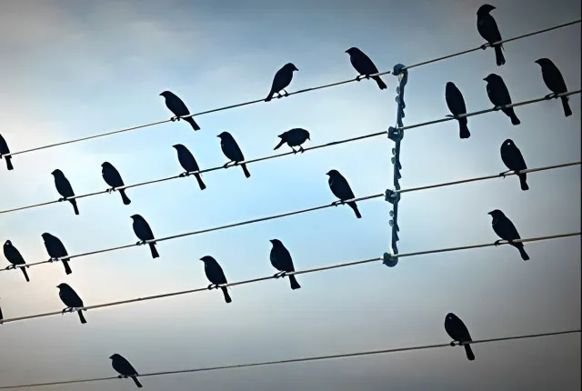 how do birds perch safely on high voltage wires without getting electrocute 11780