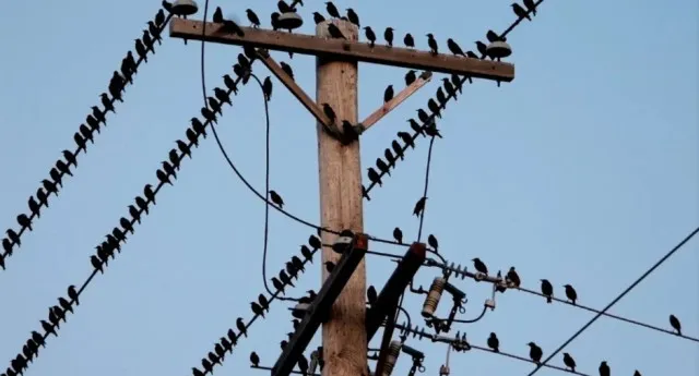 how do birds perch safely on high voltage wires without getting electrocute 11778