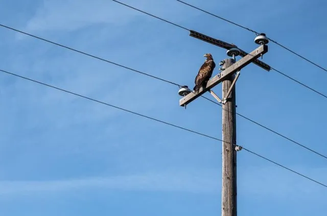 how do birds perch safely on high voltage wires without getting electrocute 11776