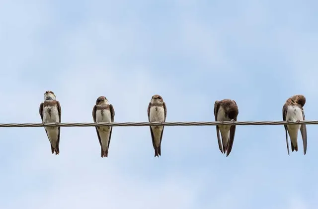 how do birds perch safely on high voltage wires without getting electrocute 11779