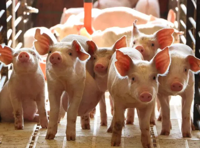 why america is the largest pig-raising country but does not eat pork? 11735