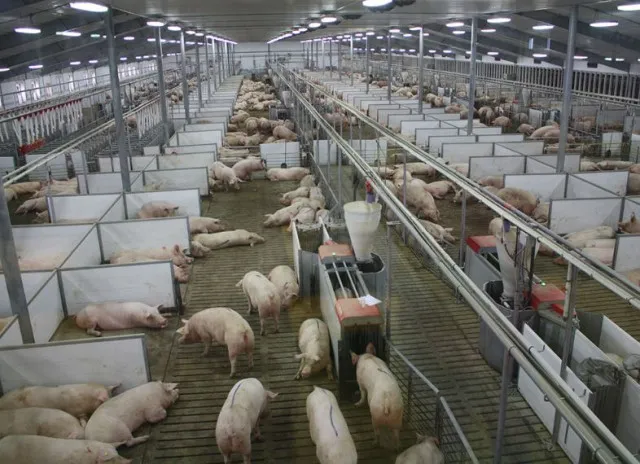 why america is the largest pig-raising country but does not eat pork? 11733
