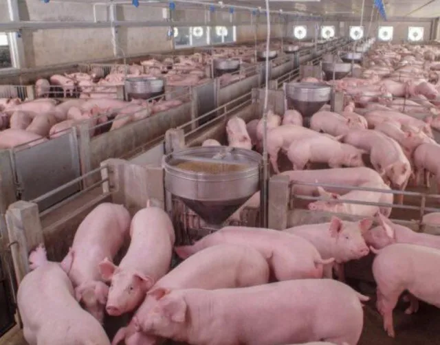 why america is the largest pig-raising country but does not eat pork? 11736