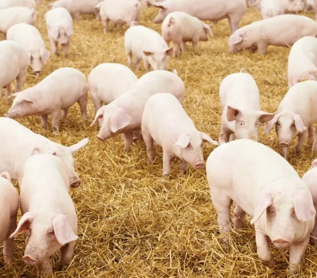 why america is the largest pig-raising country but does not eat pork? 11734