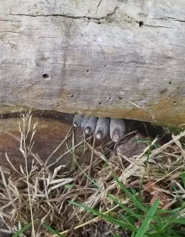 mum spots horrifying set of decaying toes under a tree 11925