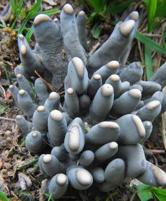 mum spots horrifying set of decaying toes under a tree 11923