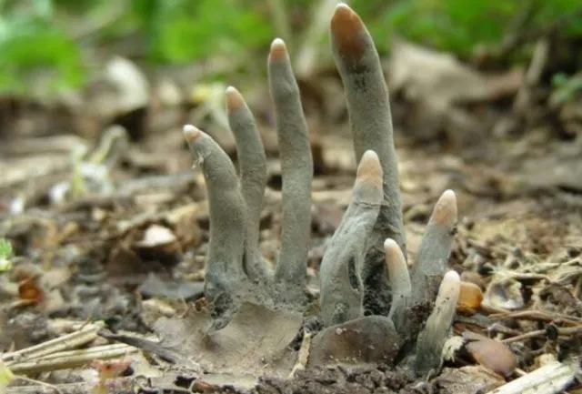 mum spots horrifying set of decaying toes under a tree 11924
