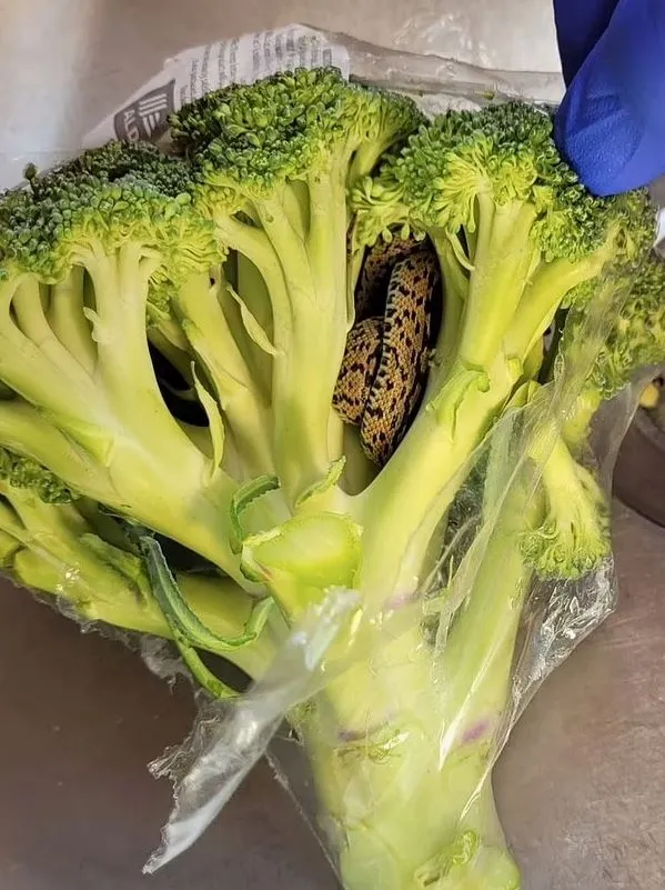 customer stunned after finding unbelievable thing in a bag of broccoli 11992