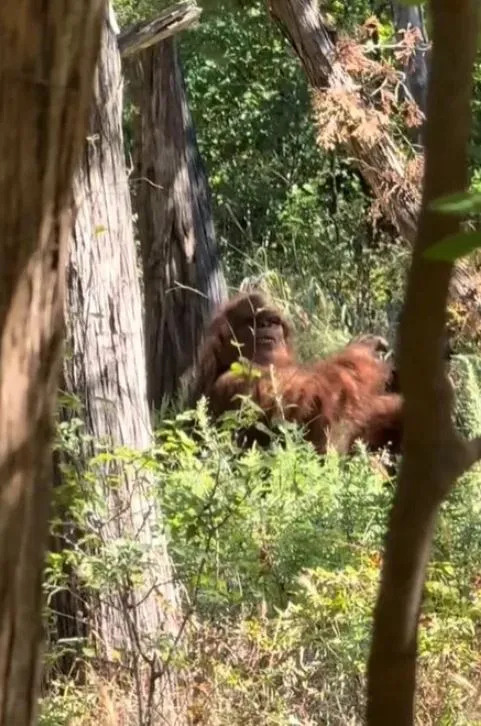 viewers stunned after a dog with a gopro strapped to its back stumbles upon 11966