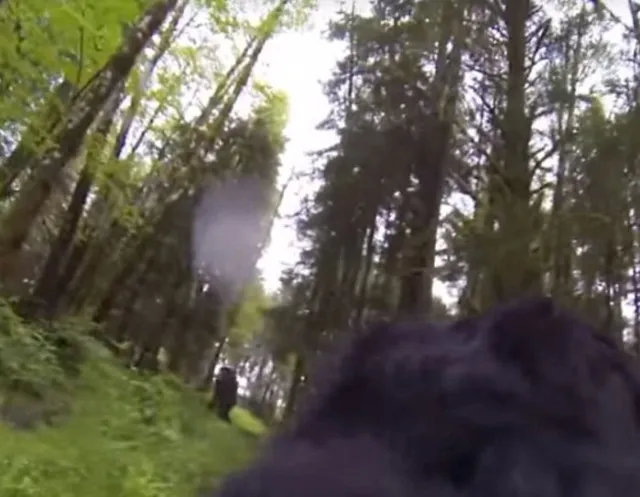 viewers stunned after a dog with a gopro strapped to its back stumbles upon 11964