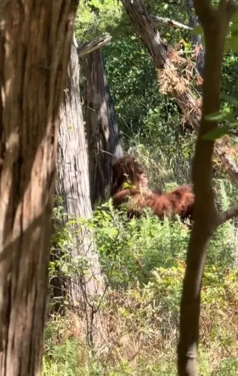 viewers stunned after a dog with a gopro strapped to its back stumbles upon 11967