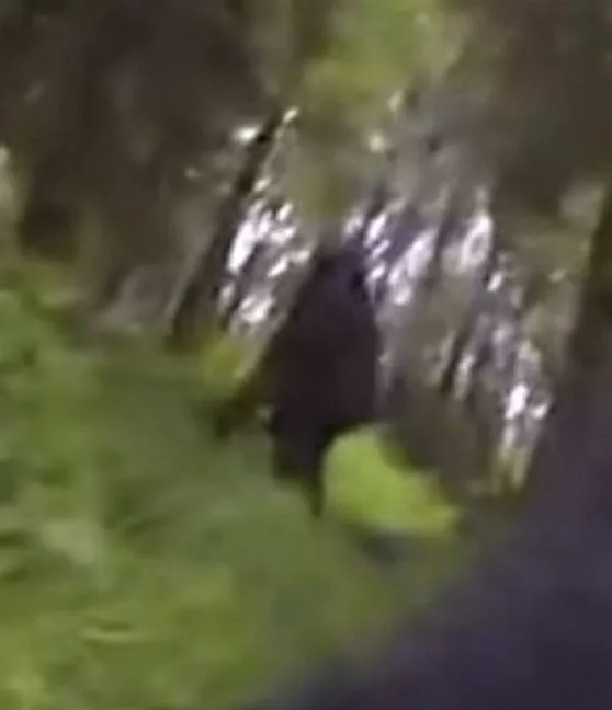 viewers stunned after a dog with a gopro strapped to its back stumbles upon 11962