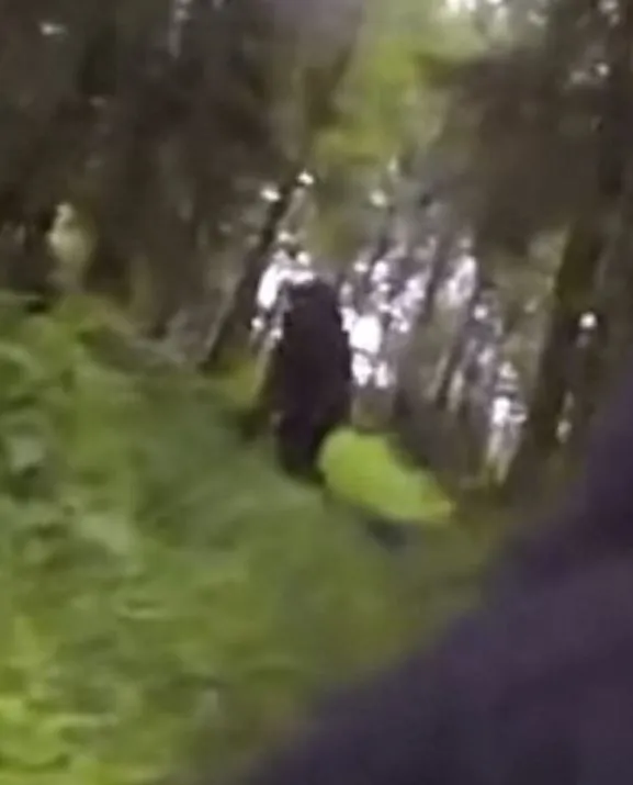 viewers stunned after a dog with a gopro strapped to its back stumbles upon 11963