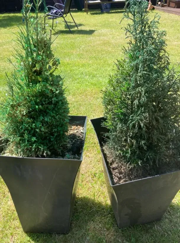 mother reveals her hack for bringing a $5 plant back to life 12102