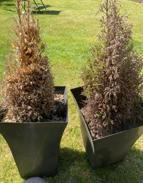 mother reveals her hack for bringing a $5 plant back to life 12103