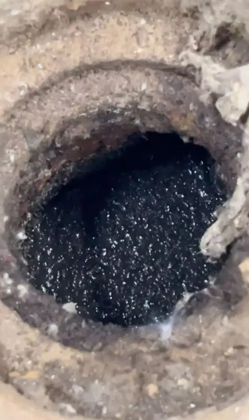 people urged to pour boiling water down drains immediately if they spot the 12046