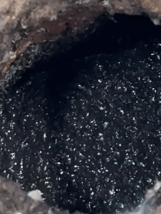 people urged to pour boiling water down drains immediately if they spot the 12049