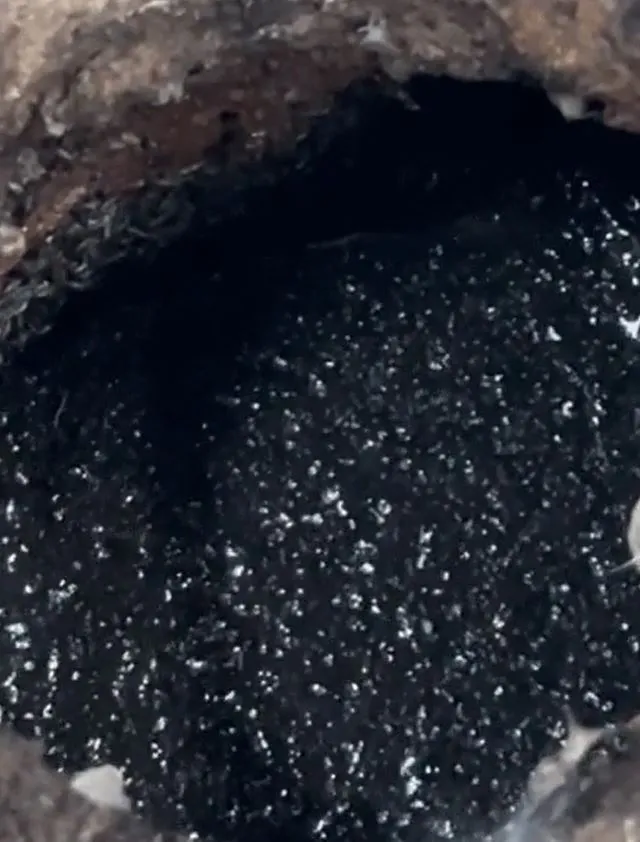 people urged to pour boiling water down drains immediately if they spot the 12047