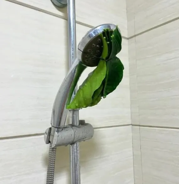 why do some people bathe with grapefruit leaves? 12112