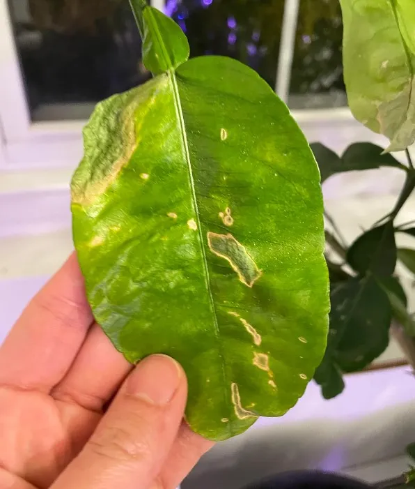why do some people bathe with grapefruit leaves? 12110