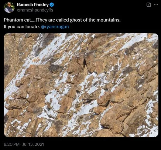 you have eagle eyes if you can spot the snow leopard in this image 12364