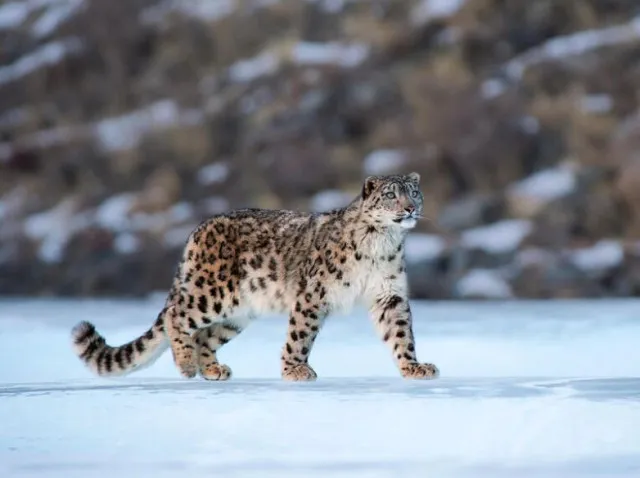 you have eagle eyes if you can spot the snow leopard in this image 12362