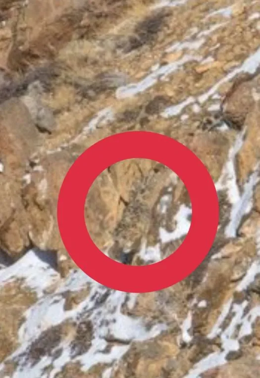 you have eagle eyes if you can spot the snow leopard in this image 12360