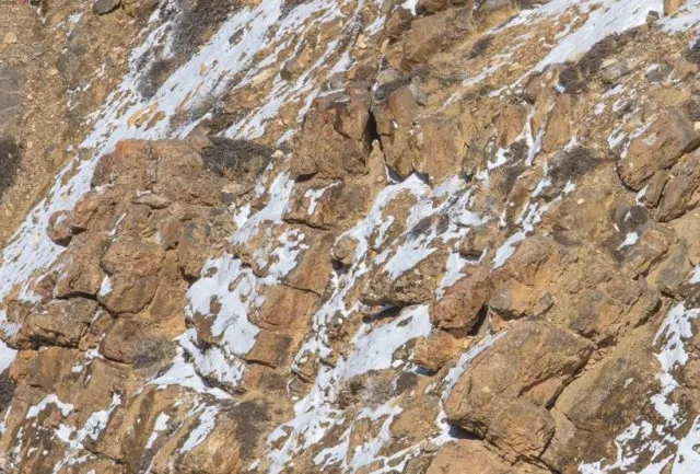 you have eagle eyes if you can spot the snow leopard in this image 12363