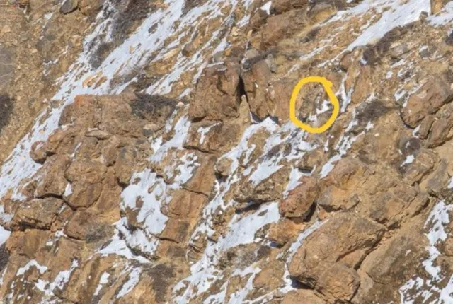 you have eagle eyes if you can spot the snow leopard in this image 12361