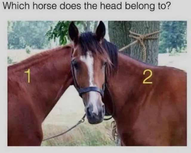 you have eagle eyes if you can find the horse standing in front in this baf 12452