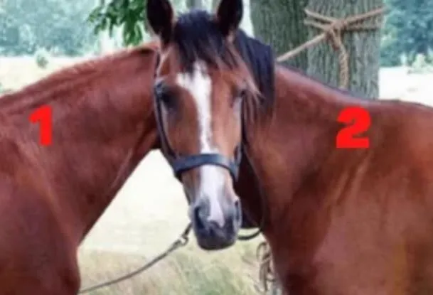 you have eagle eyes if you can find the horse standing in front in this baf 12453