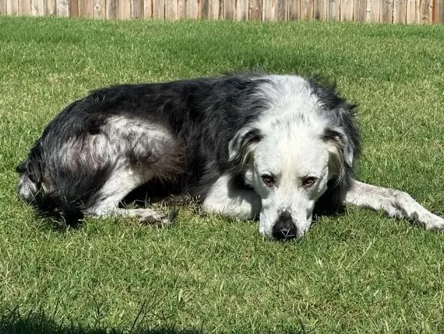 owner stunned as black dog turns while due to rare condition 12676