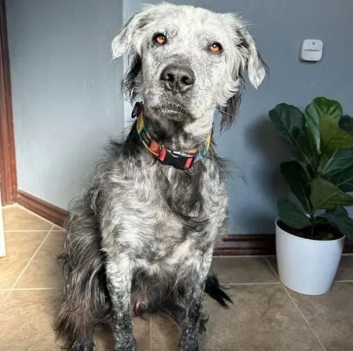 owner stunned as black dog turns while due to rare condition 12677