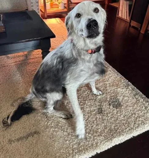 owner stunned as black dog turns while due to rare condition 12674