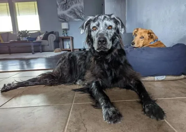 owner stunned as black dog turns while due to rare condition 12678
