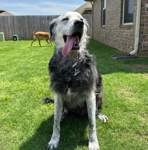 owner stunned as black dog turns while due to rare condition 12675
