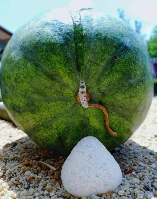 why are watermelons exploding? heres what you need to know 12840