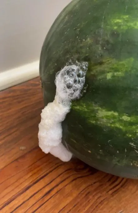 why are watermelons exploding? heres what you need to know 12838