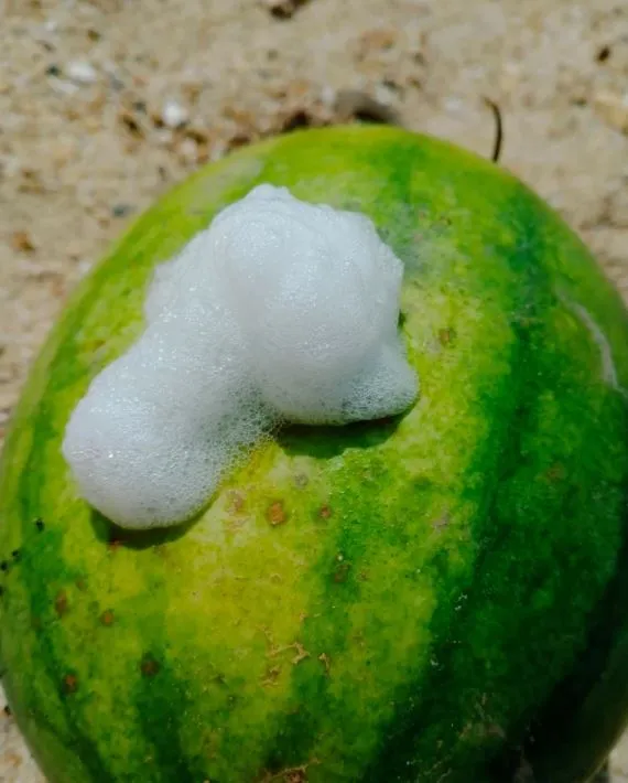 why are watermelons exploding? heres what you need to know 12841