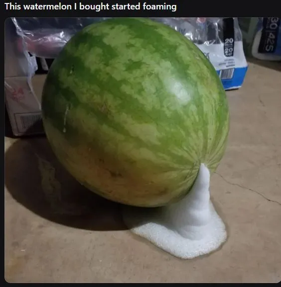 why are watermelons exploding? heres what you need to know 12839