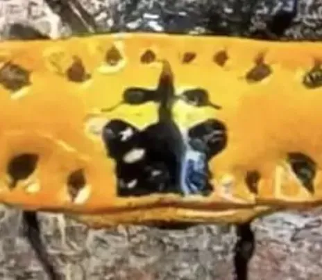 how a woman made a stunning discovery of a rare creature 13125