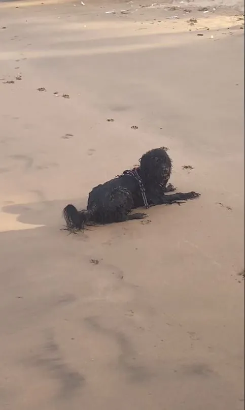 woman stuns after spotting paranormal creature seen resting on beach 13198