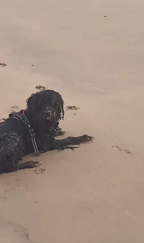 woman stuns after spotting paranormal creature seen resting on beach 13199