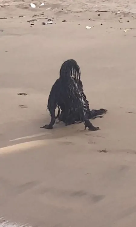 woman stuns after spotting paranormal creature seen resting on beach 13197