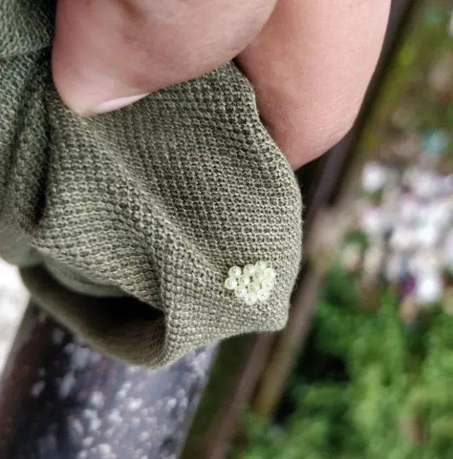 what are those little circles that appear when we hang clothes outside? 13396