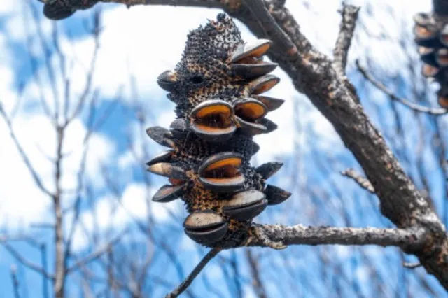 woman stunned after realizing happy bird she found in forest is something 13406